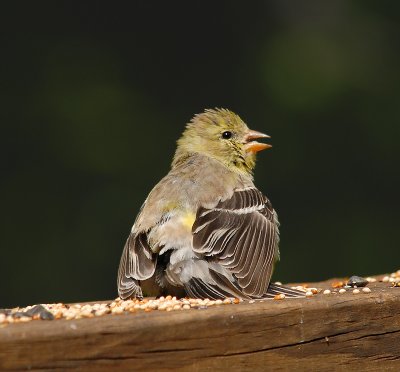 American Goldfinch (Breeding Female)