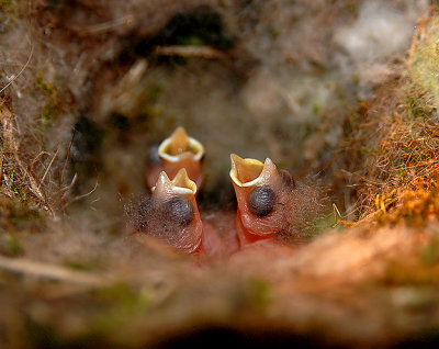 Carolina Chickadee Hatchlings