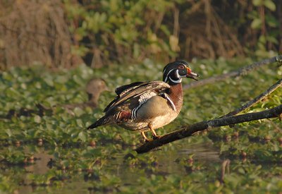 Wood Duck