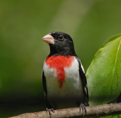 Rose-breasted Grosbeak