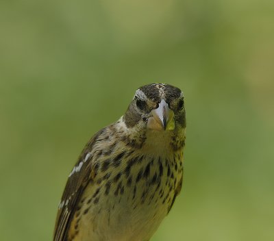 Rose-breasted Grosbeak