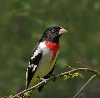 Rose-breasted Grosbeak