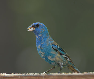 Indigo Bunting