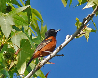 Orchard Oriole