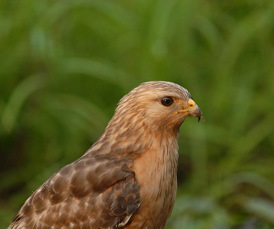 Red-shouldered Hawk