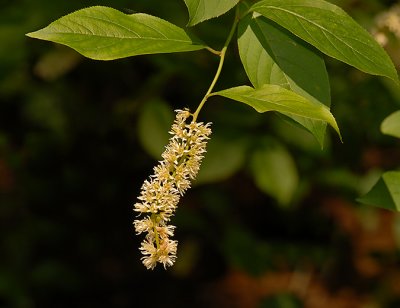 Mulberry, White