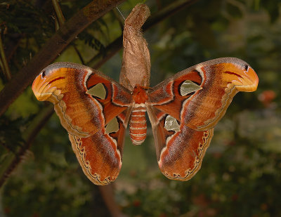 Atlas Moth Gallery