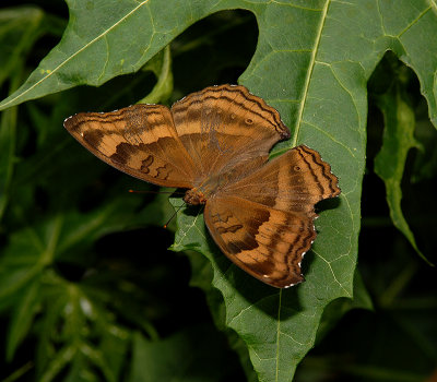 Chocolate Pansy