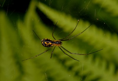 Sheet Web Weaver