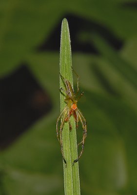 Lyssomanes viridis