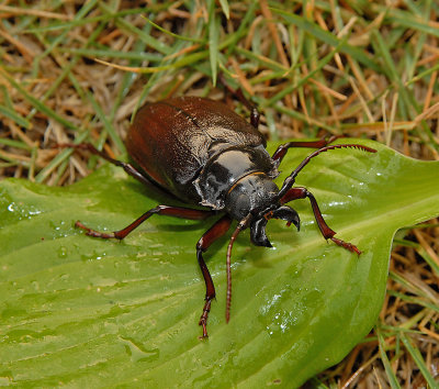 Tile-horned Prionus Beetle