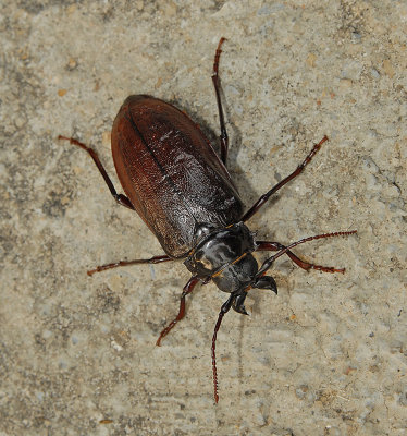 Tile-horned Prionus Beetle