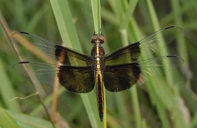 Widow Skimmer