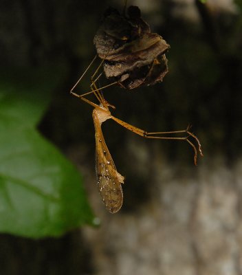 Hangingfly