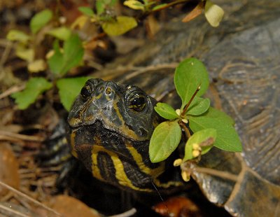 Pond Slider