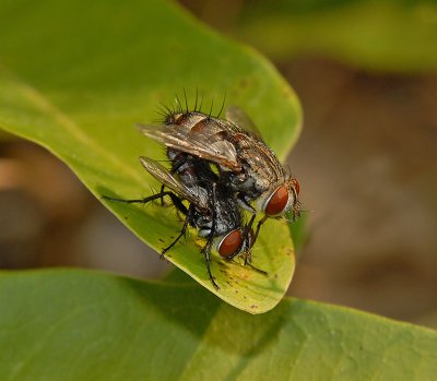 Calliptrate Flies