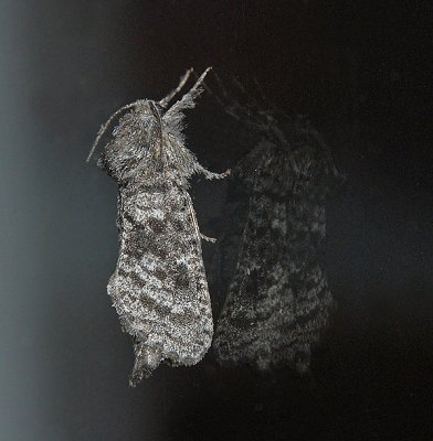 Major Sallow Moth (10007)