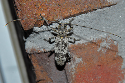 White Oak Borer