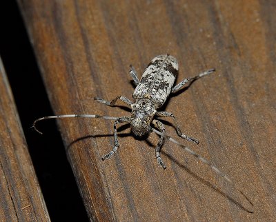 White Oak Borer