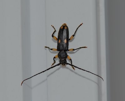 Ash and Privet borer
