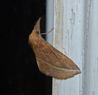 Curve-lined Owlet Moth (8525)