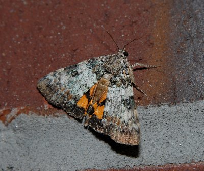 Connubial Underwing (8877)
