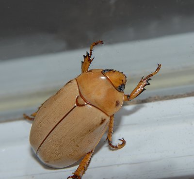 Goldsmith Beetle