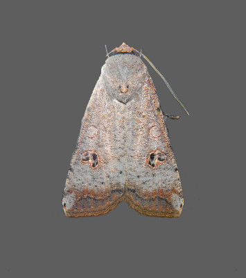 Green Cutworm Moth (10911)