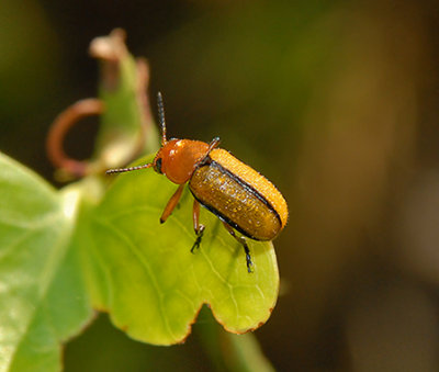 Clay-colored Leaf Beetle