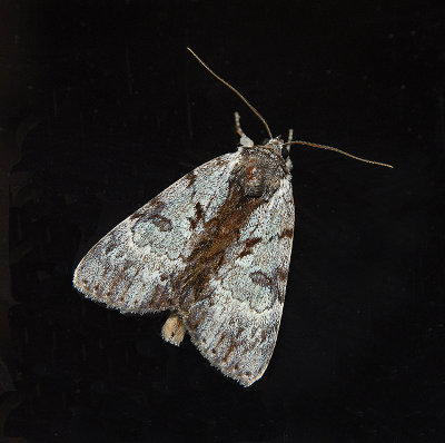 Andromeda Underwing Moth (8849)