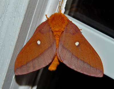 Pink-striped Oakworm Moth (Female) (7723)