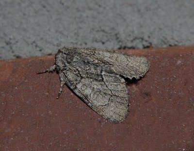 The Brother Moth (9193)