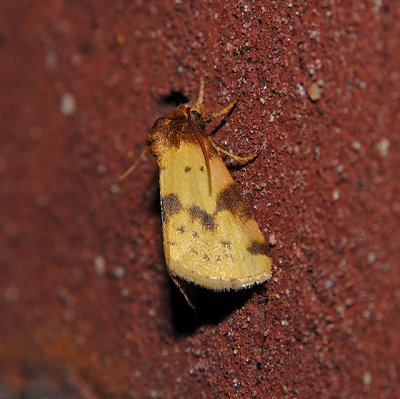 Obtuse Yellow Moth (9725)