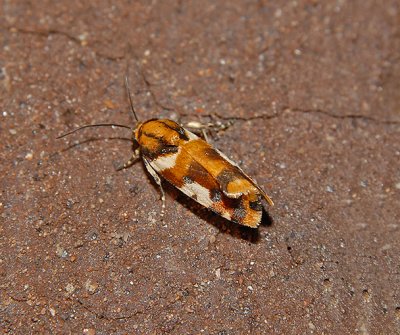 Southern Spragueia Moth (9122)