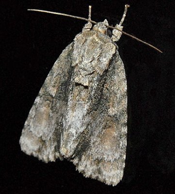 Connected Dagger Moth (9219)