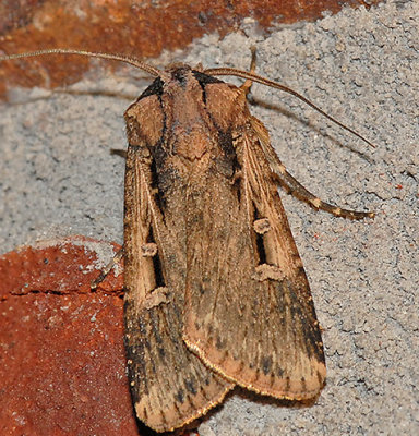 Subterranean Dart Moth (10664)