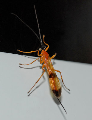 Acrotaphus wiltii 