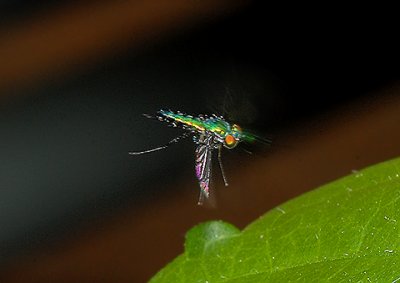 Long-legged Fly in Flight