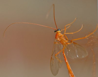 Short-tailed Ichneumon Wasp