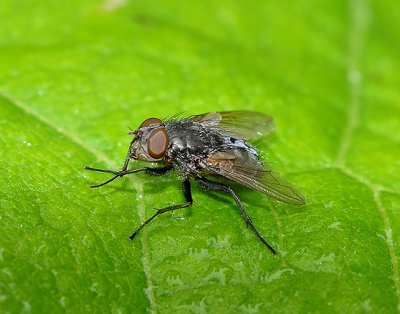 Tachinid Fly