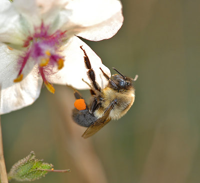 Common Eastern Bumble Bee