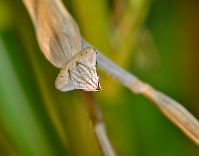 Chinese Mantid