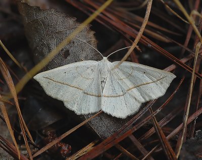 Confused Eusarca Moth (6941)