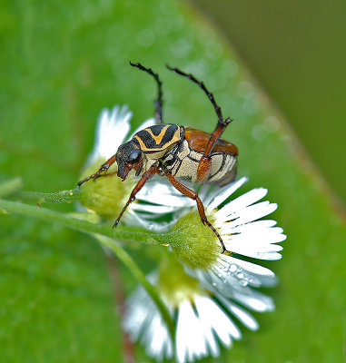 Delta Flower Scarab