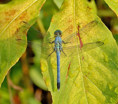 Eastern Pondhawk (Male)