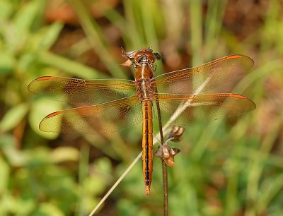 Golden-winged Skimmer (Female)