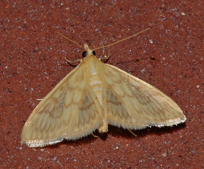 Angelic Crocidophora Moth (4944)