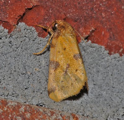 Obtuse Yellow Moth (9725)
