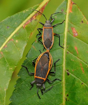 Bordered Plant Bugs