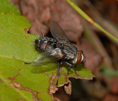 Tachinid Fly